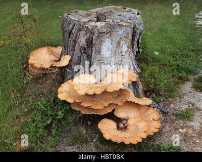 Polyporus squamosus, dryad's saddle Banque D'Images