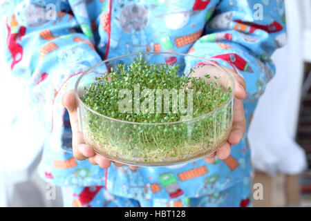 Enfant tenant la germination des graines de luzerne dans la germination plat un cadre de projet d'école Banque D'Images