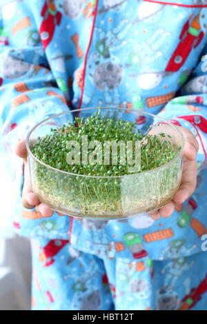 Enfant tenant la germination des graines de luzerne dans la germination plat un cadre de projet d'école Banque D'Images