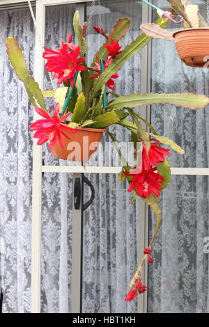 Fleur de Cactus Orchidée rouge ou Epiphyllum ackermannii en suspension Banque D'Images