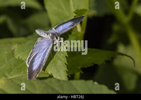 L'argent bleu étoilé (Plebeius argus) Banque D'Images