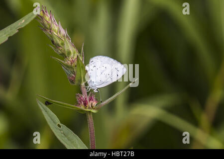 Hill (Celestrina argiolus bleu couverture) Banque D'Images