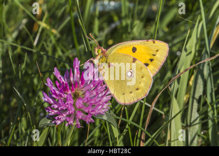 Jaune pâle brouillé (Colias hyale) Banque D'Images