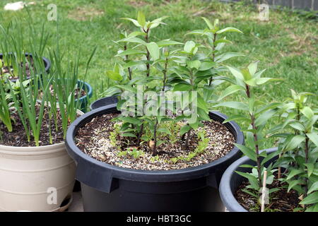 Les jonquilles et Lilium Oriental croissante ou lis dans un pot Banque D'Images