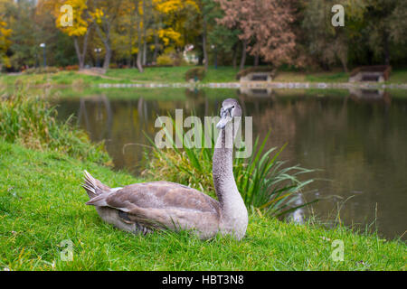 Swan gris sur l'herbe près du lac. Banque D'Images