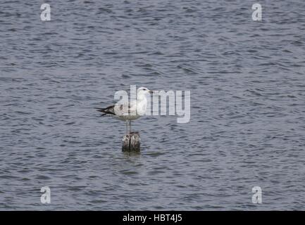 Caspian Gull de Vadu, Roumanie Banque D'Images