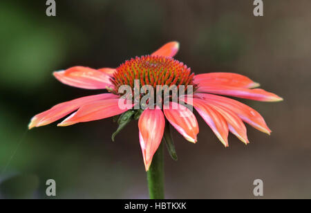 Echinacea x hybrida 'Cheyenne Spirit' en fleurs Banque D'Images