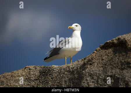 European herring gull Banque D'Images