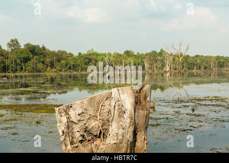 Tronc d'arbre mort à Neak Pean Lake près de Angkor Wat. Cambodge Banque D'Images