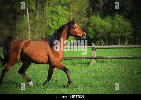 Cheval Arabe Partbred Banque D'Images