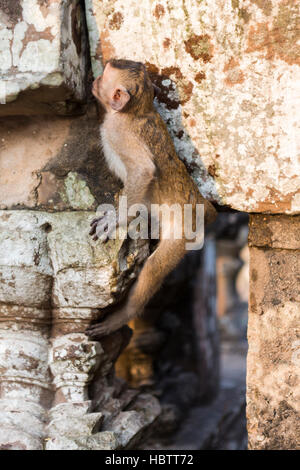 Singe Macaque marche dans les ruines d'Angkor, au Cambodge Banque D'Images
