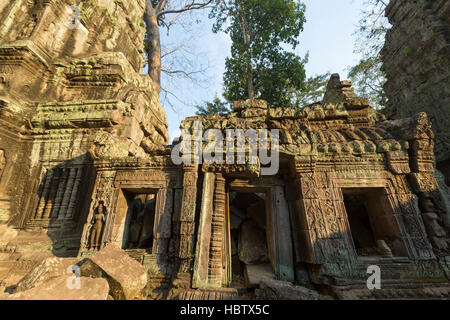 Arbre sur mur de pierre de Prasat Ta Prohm temple à Angkor Thom Banque D'Images