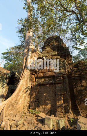 Arbre sur mur de pierre de Prasat Ta Prohm temple à Angkor Thom Banque D'Images