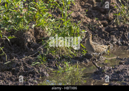 Le snipe (Gallinago gallinago) Banque D'Images