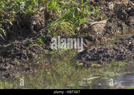 Le snipe (Gallinago gallinago) Banque D'Images