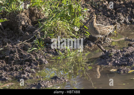 Le snipe (Gallinago gallinago) Banque D'Images