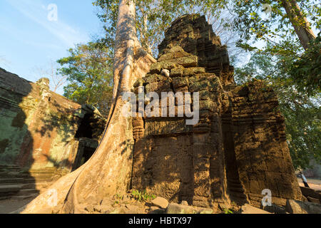 Arbre sur mur de pierre de Prasat Ta Prohm temple à Angkor Thom Banque D'Images