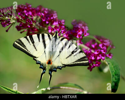 Noir et blanc papillon sur fleur violette Banque D'Images