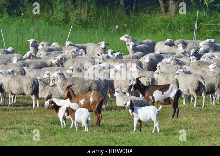 Interrogé blanc Heath et chèvre Boer Banque D'Images