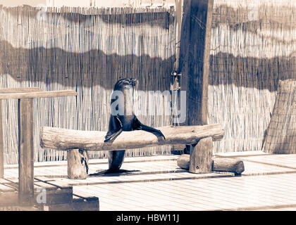 Sea Lion debout sur le tronc Banque D'Images