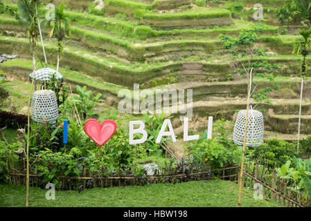 Mot Bali en terrasse champs près de Ubud à Bali. L'Indonésie Banque D'Images