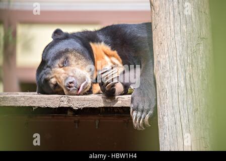 Ours malais ou bearsleeping au miel Banque D'Images