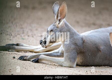 Kangaroo détente sur la masse dans le soleil Banque D'Images