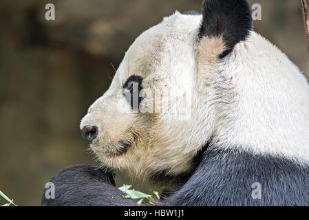 Panda géant manger bambou vert Banque D'Images