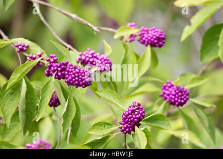 Natif de la Floride Beauty Berry résumé Banque D'Images