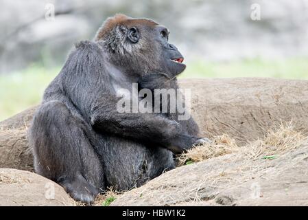 Gorilla pensée assise sur un rocher Banque D'Images