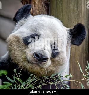 Panda géant manger bambou vert Banque D'Images