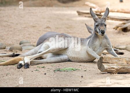 Kangaroo détente sur la masse dans le soleil Banque D'Images