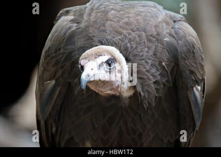 Vulture dans un portrait détaillé au zoo Banque D'Images