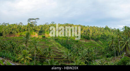 Champs de riz vert sur l'île de Bali, Ubud, Indonésie près de Jatiluwih Banque D'Images