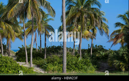 Royal Palm avec ciel bleu en arrière-plan Banque D'Images