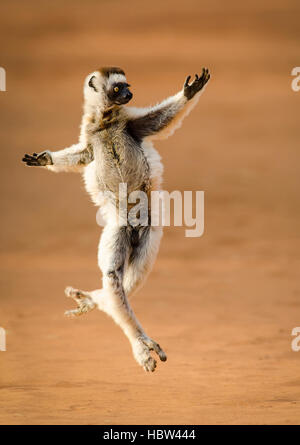 La danse de Verreaux Sifaka (Propithecus verreauxi) dancing Banque D'Images