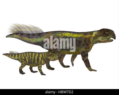 Psittacosaurus était un dinosaure herbivore cératopsien qui vivaient en Asie dans la période du Crétacé. Banque D'Images