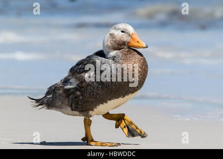 Bateau à vapeur de voler des îles Falkland (Tachyeres brachypterus) canards mâles adultes marche sur la plage de sable fin, des îles Malouines Banque D'Images