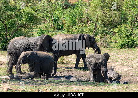 Les éléphants prendre un bain de boue Banque D'Images