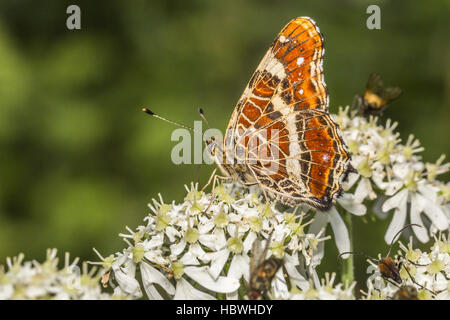 Papillon Araschnia levana (carte) Banque D'Images