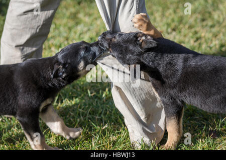 Berger Belge puppys sur pelouse verte Banque D'Images