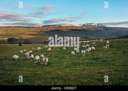 Des moutons paissant à Armoy, avec le Pen-y-ghent hill sur l'horizon, près de Horton-en-Ribblesdale, Yorkshire Dales National Park Banque D'Images