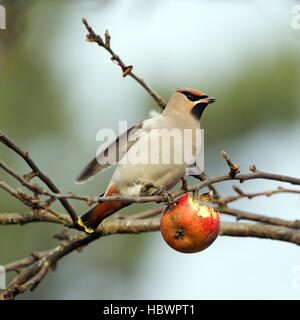 Le beau Jaseur boréal (Bombycilla garrulus) et le Red Apple avec un joli bokeh vert Banque D'Images