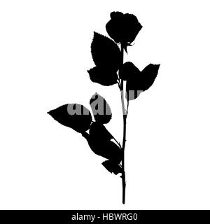 silhouette rose Banque D'Images