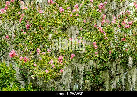 Azalea arbustes couverts de mousse espagnole Banque D'Images