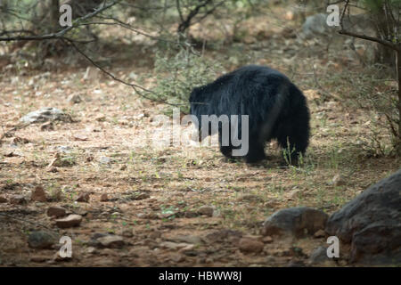 Belle grande chasse au mâle ours termites, animal sauvage dans la nature de l'habitat, de l'Inde, Melursus ursinus Banque D'Images