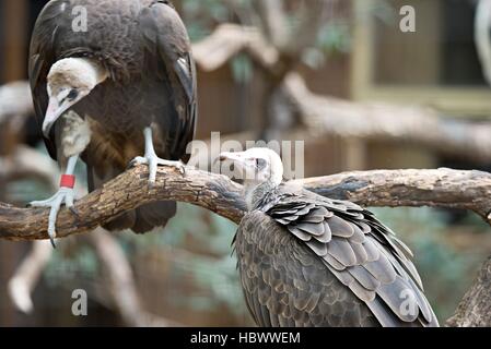 Vulture dans un portrait détaillé au zoo Banque D'Images