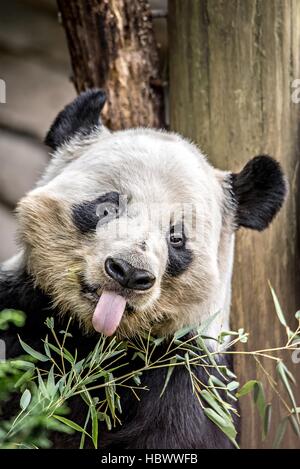 Panda géant manger bambou vert Banque D'Images