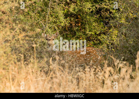 Spotted deer (Axis axis), Parc national de Keoladeo Ghana, Bharatpur, Rajasthan, Inde Banque D'Images