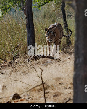 Wild tigre du Bengale (Panthera tigris tigris) Marche à leur habitat naturel, le parc national de Ranthambore, en Inde Banque D'Images